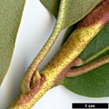 SpeciesSub: subsp. xanthocodon
